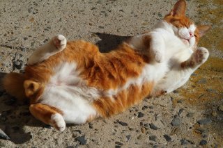 猫は「きもちいい」の天才！ 日差しにウットリ“にゃんたま”