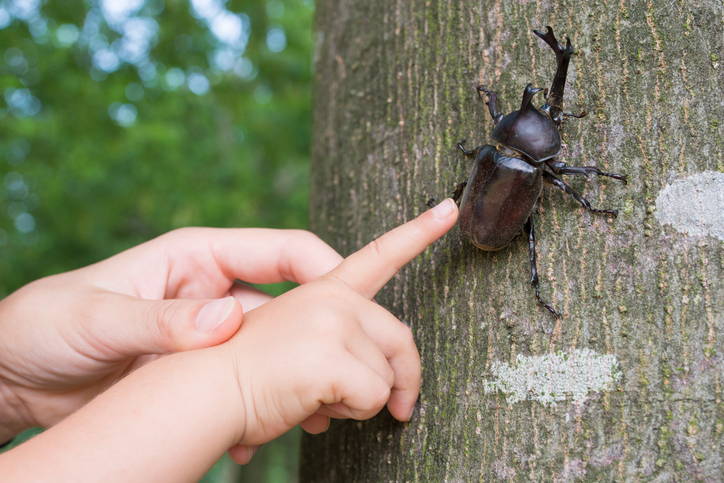 カブトムシに感謝！（写真:iStock）