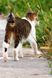 どれにしようかにゃ♪ 猫じゃらしを吟味する“にゃんたま”君