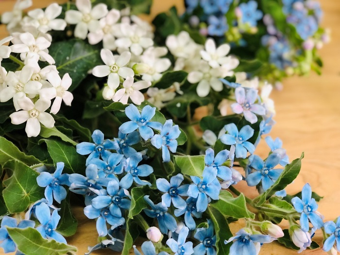 星型の花弁が可愛いブルースター