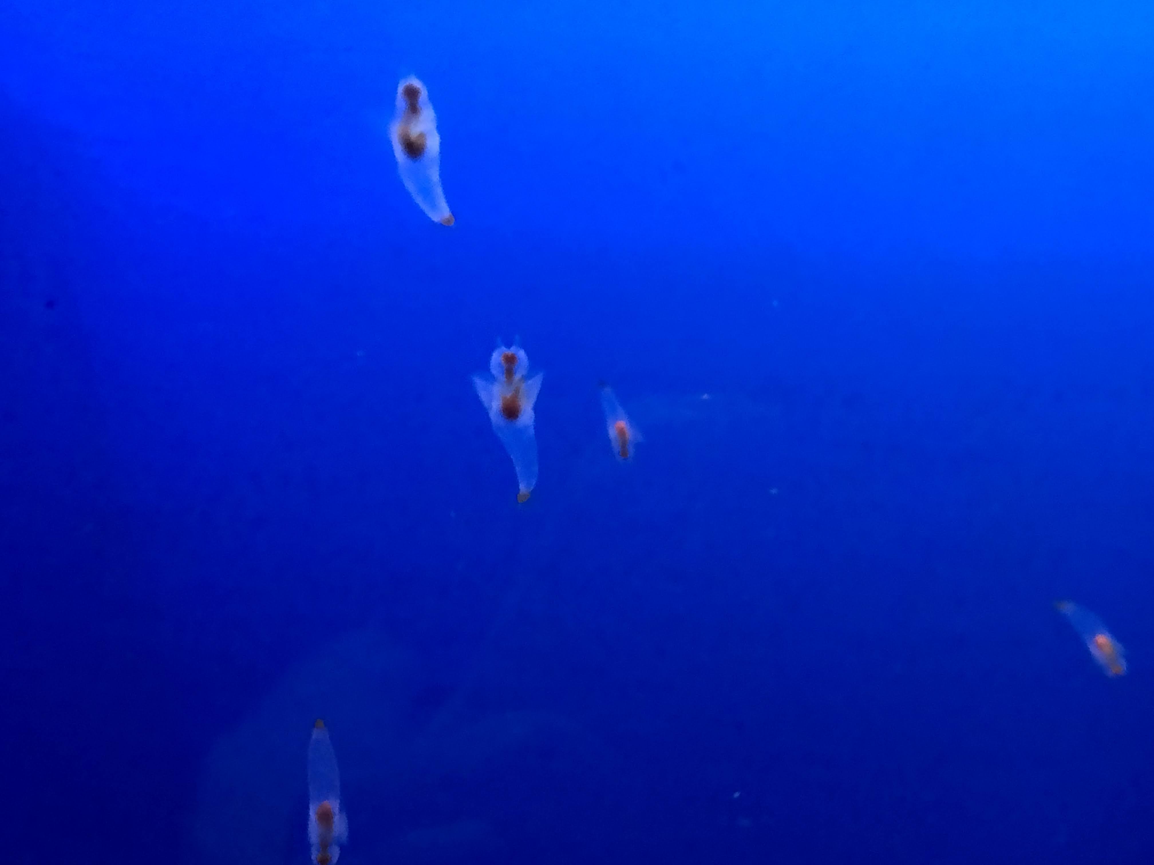 幻想的な雰囲気♡（C）コクハク