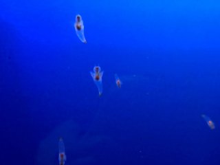 幻想的な雰囲気♡（C）コクハク