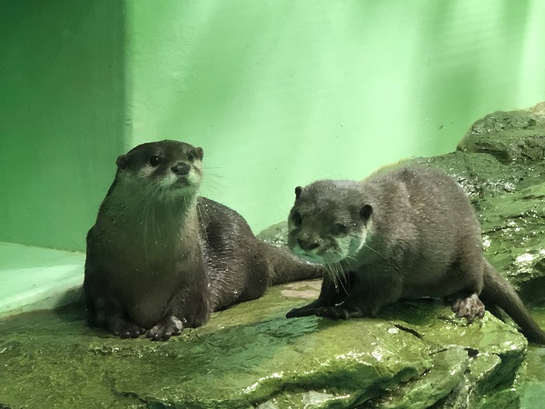 寄り添って暮らすニコとシュラ（C）コクハク