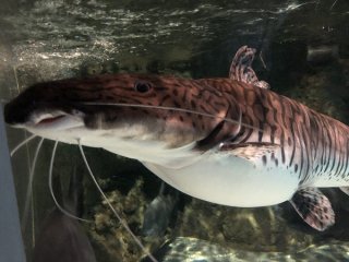 ぽっこりお腹も愛おしい（C）コクハク