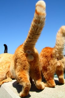 食欲の秋！青空の下でおやつ中の“にゃんたま”後ろ脚にも注目