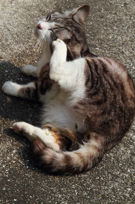 （写真:芳澤ルミ子）