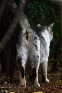 ここは僕のなわばりにゃ！ スプレー行為1秒前の“にゃんたま”