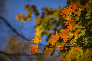 見上げれば秋真っ盛り 2021.11.12（金）
