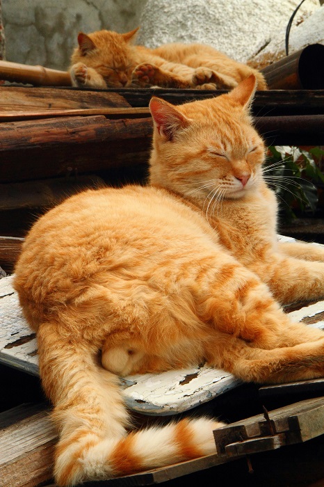 （写真:芳澤ルミ子）