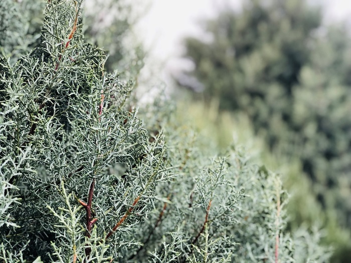 銀色のような青のような美しい葉