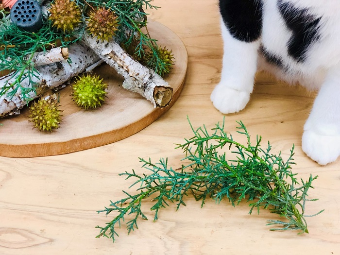 今年の植物採取も“じじぃ社長”と珍道中、まだまだ続きます