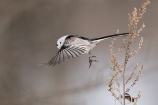 シマエナガちゃんの冬 2021.11.14（日）