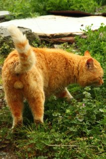 猫の額の広さ＝“にゃんたま”の大きさかも？ 証拠写真をどうぞ