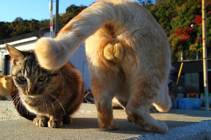 （写真:芳澤ルミ子）