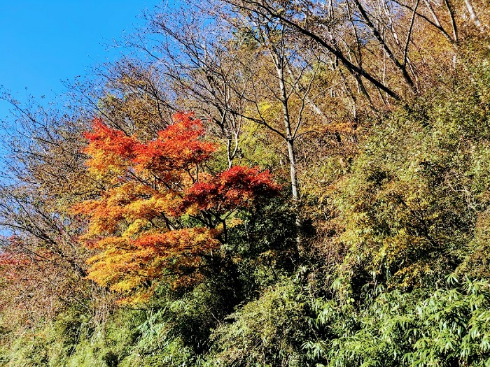 青空に紅葉が映える（C）コクハク