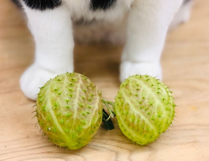 ワシにとっては懐かしい形やわ　byさぶ店長