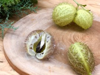 不思議な見た目…