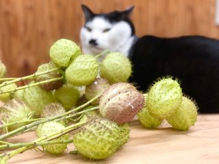 見てるだけでもツラいわ。ワシのはとっくに取っちゃったからな　byさぶ店長