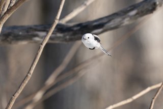 直球勝負なシマエナガちゃん 2021.12.8(水)
