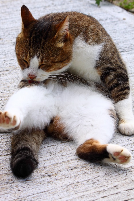 （写真:芳澤ルミ子）