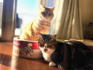 多頭飼いは“つかず離れず”がちょうどいい 2021.11.21（日）