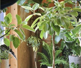 アナタの観葉植物は大丈夫？ 不調の原因＆冬のお手入れ3カ条