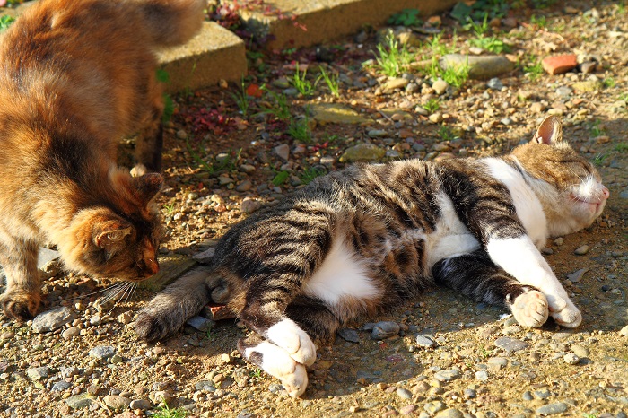 （Ｃ）コクハク