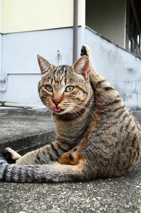 （写真:芳澤ルミ子）