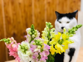 幸運の花はいつも太陽を見つめてる！何事にも強靭“スナップ”