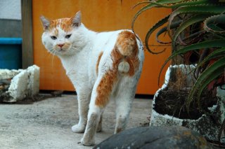 ひとりぼっちで孤独な"にゃんたま”に一目で恋に落ちました