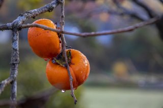 いつの間にか秋も終わり 2021.12.13(月)