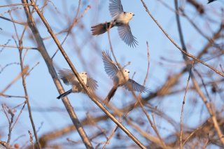 仲良しシマエナガちゃん 2021.12.19(日)