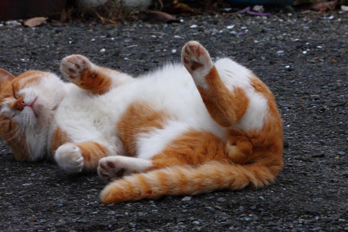 （写真:芳澤ルミ子）