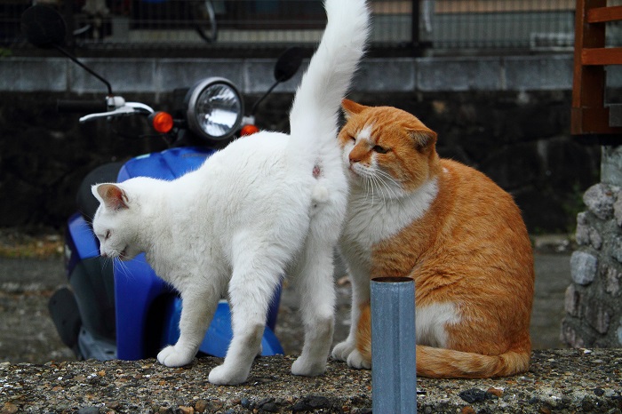 （写真:芳澤ルミ子）