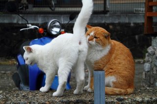 嗅いでいいにゃ♡“にゃんたま”の猛アピールにボスもタジタジ