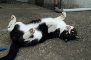 カメラ目線でごろんごろん♪“にゃんたま”君の真意はどこに？