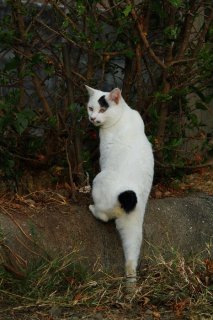 哲学的な思索に耽っていそう…知的な風貌の“にゃんたま”君