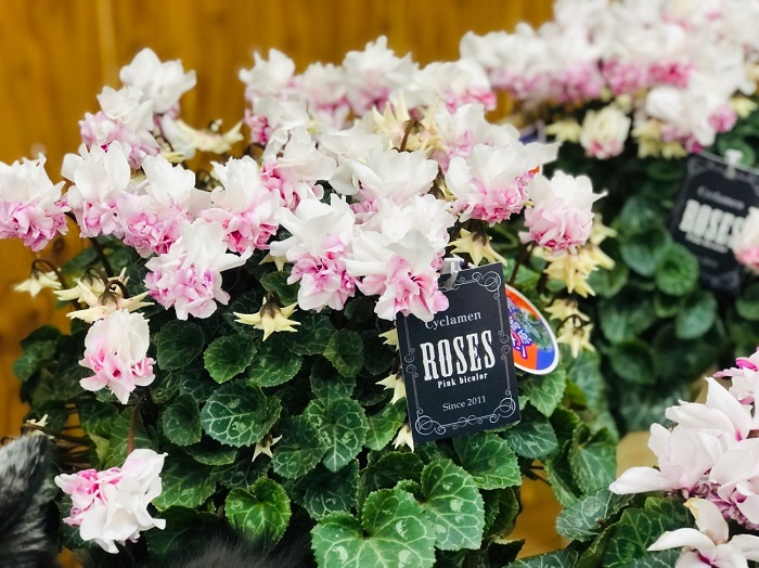 去年めっちゃ長期間咲き続けたわ〜シクラメンの概念を軽く超えておる