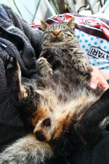 材木座で発見！イケメン漁師さんの膝でまどろむ“にゃんたま”