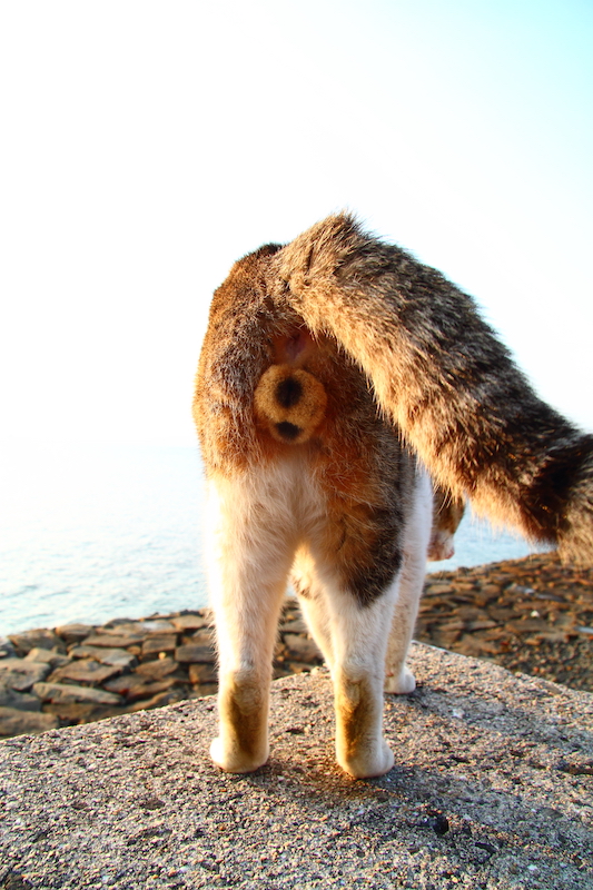 （写真:芳澤ルミ子）