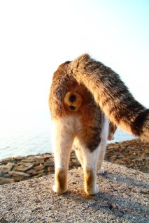 私はかつて猫だった…？ “にゃんたまカメラマン”の前世の話