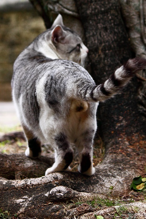 （写真:芳澤ルミ子）