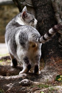 「幸福の木」ガジュマルには精霊と“にゃんたま”が宿ってる？