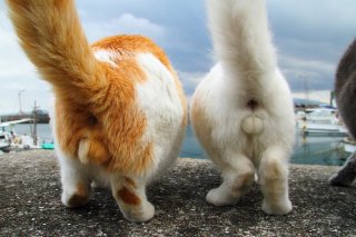 “にゃんたま”のお年玉♡レアデザインとマシュマロが夢の共演