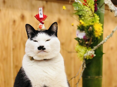 猫缶をチンしてくれたけど、ヤケドして正月早々病院行きでエライ目あったわ　byさぶ店長