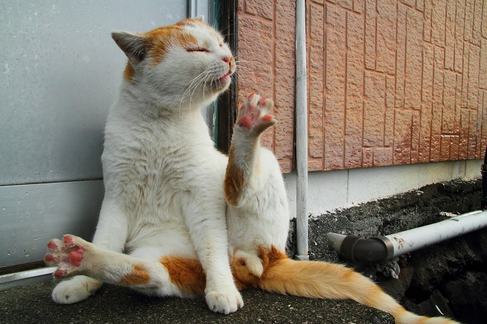 （写真:芳澤ルミ子）