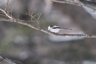 木の枝にチュ♡ 2022.1.16(日)