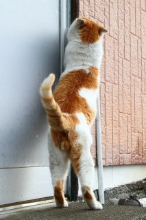 専属モデルになって！ レア柄“にゃんたま”の魅力にメロメロ