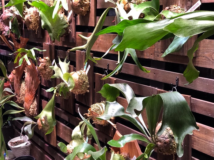 いよいよ専門店が出現！売れるのね〜店長が若いイケメン（写真：本厚木acacia）