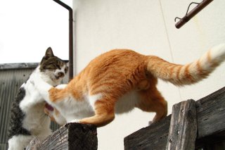 喧嘩じゃないよ！“にゃんたま”の闘いごっこにハラハラドキドキ